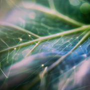 Green leaf with technology network