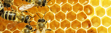 Honey Bees