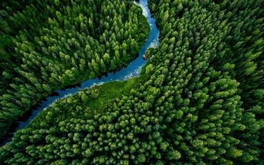 Forest and river