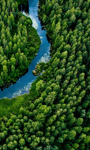 Forest and river