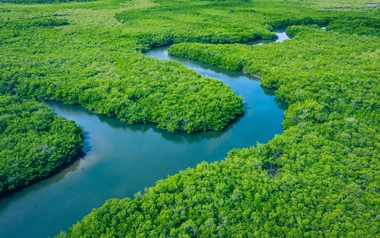 AdobeStock_305703268 Gambia Mangroves