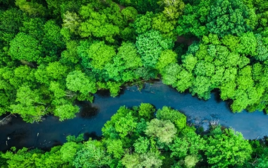 aerial view of  river in a rainforest