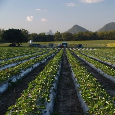 Strawberry fields