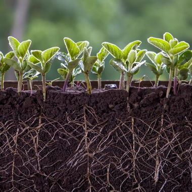 Soybean plant roots