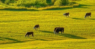 Cattles eating grass on a hill