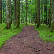 Trail through an overgrown forest