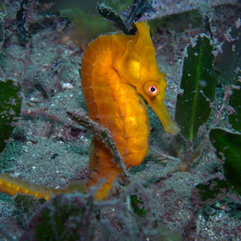 Protecting White’s seahorses_homeslider-july-3.jpg