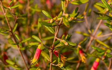 Correa reflexa in bloom