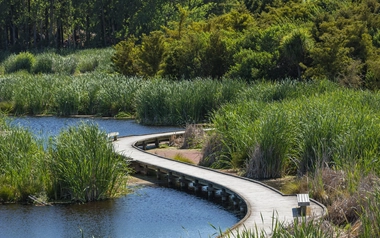Curved boardwalk through a wetland with water grasses and trees