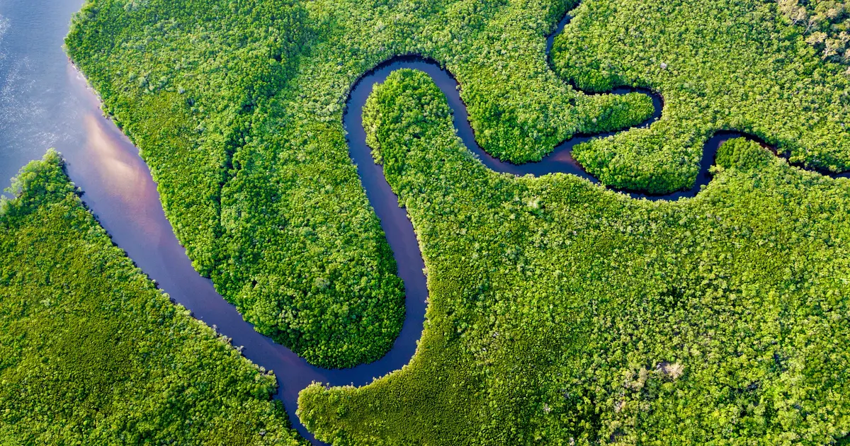 Aerial view of a forest and a river