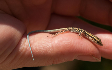Anatolian rock lizard