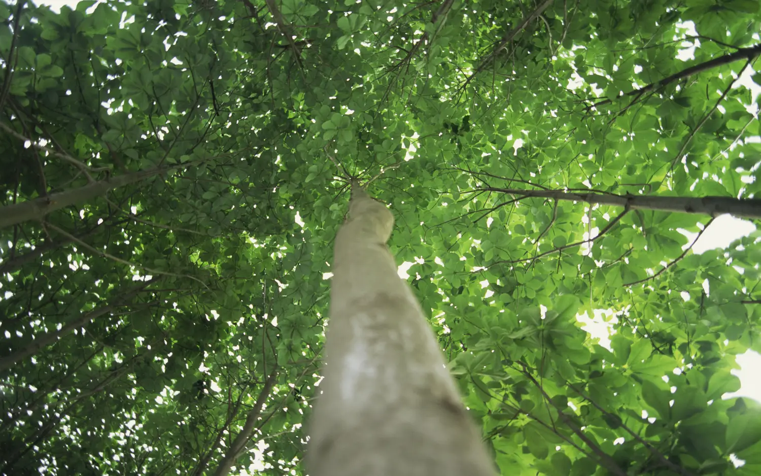 worm's eye view of a tree