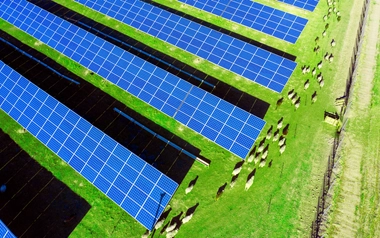 Rows of blue solar panels on green grass with sheep grazing nearby