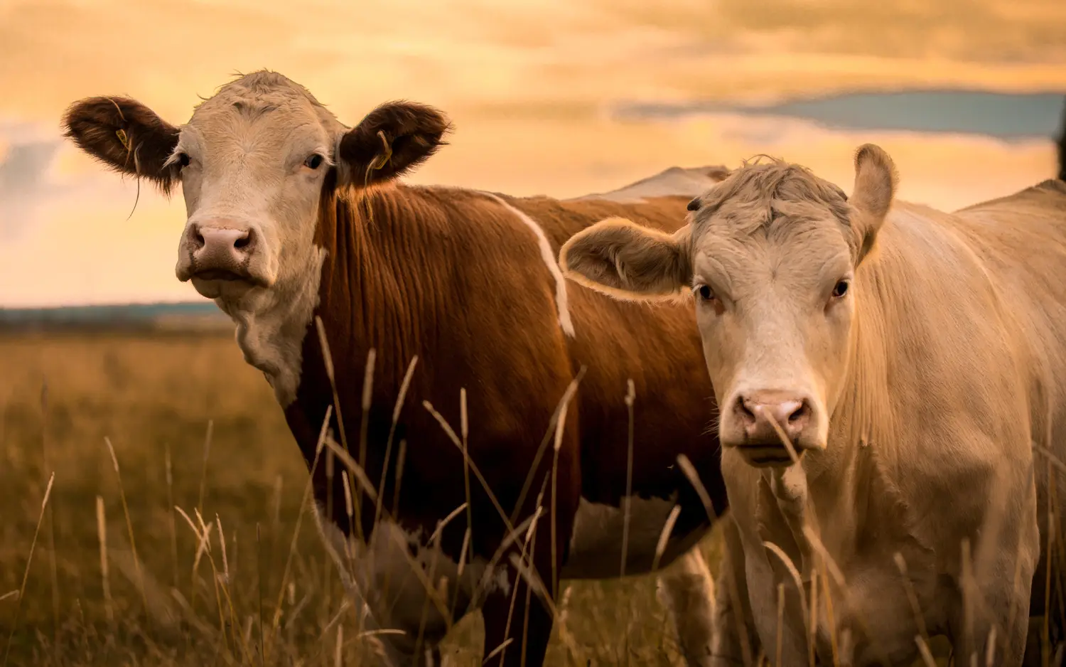 Cows in a farm 