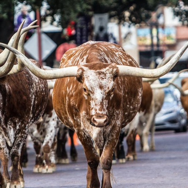 Bulls in Texas