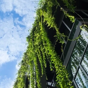 Glass Building with Ivy Leaves