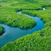 AdobeStock_305703268 Gambia Mangroves