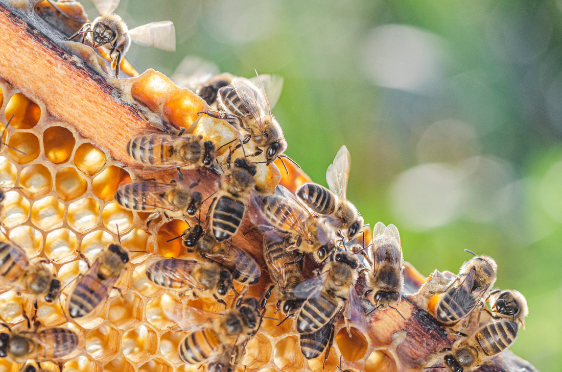honey bees on honeycomb.jpeg
