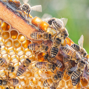 honey bees on honeycomb.jpeg