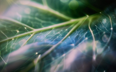 Green leaf with technology network