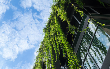 modern building with lush green vines