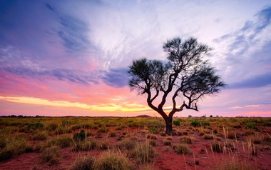 A solitary Hakea tree