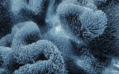 Close-up of underwater coral or sea anemones