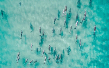 DolphinsInOcean.jpeg