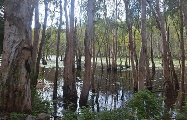 Eucalyptus_swamp_on_Palm_Island.jpg