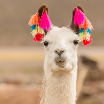 AdobeStock_193888418_Lama