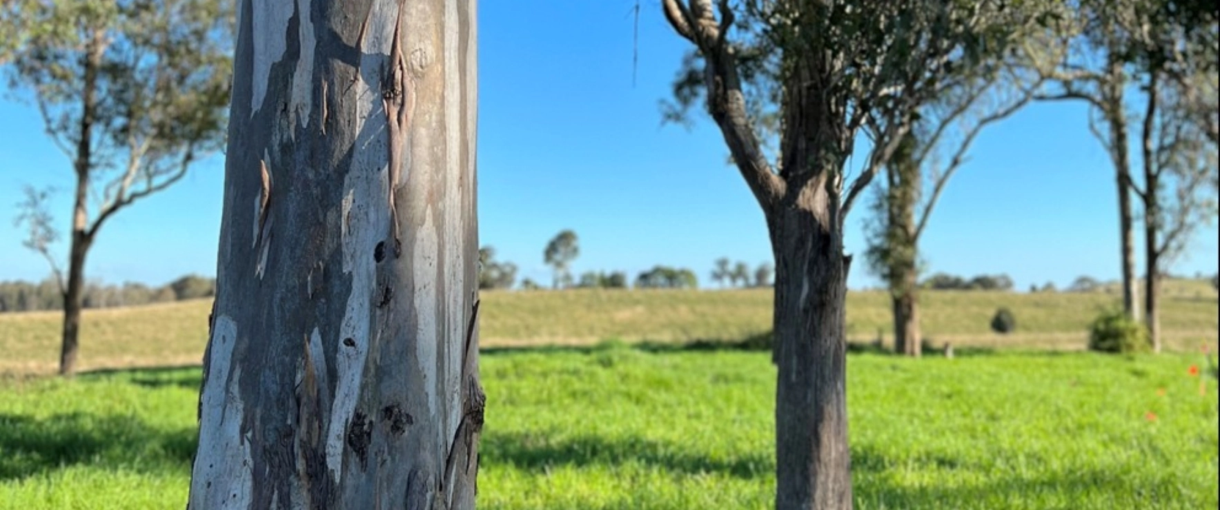 ghd-australian-bushland-eucalyptus-trees.jpg
