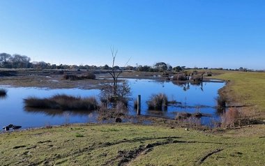 Waitaki Street Wetland