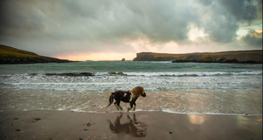 Pony standing at the sea shore