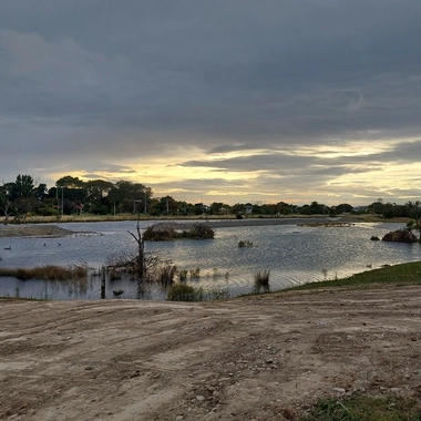 Waitaki Street Wetland