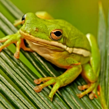 Rainette verte