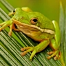 green tree frog