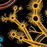 Bold and colorful graphics of indigenous communities 