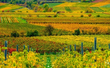 California vineyard in autumn