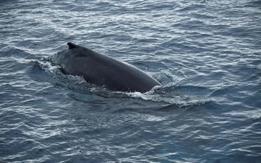 GHD Passive Acoustic Monitoring Marine Mammal