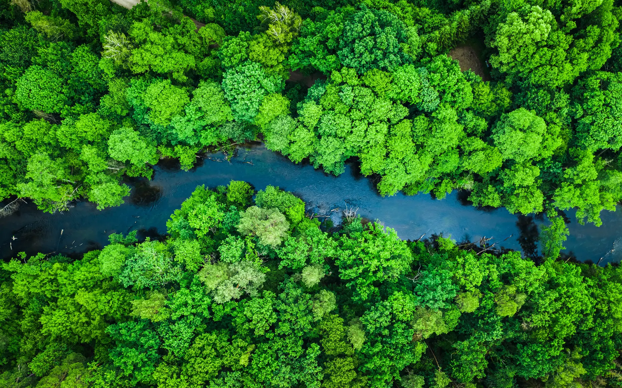Aerial View Forest an Lake