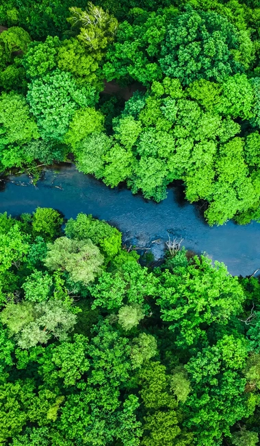 Aerial View Forest an Lake