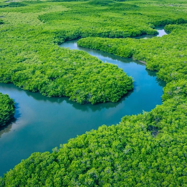Gambia Mangroves