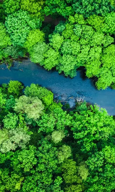 Vue aérienne de la forêt verte et de la rivière dans le parc national de Tuchola