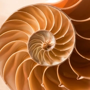 close up nautilus shell pattern.jpeg