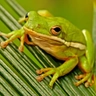 Green treefrog