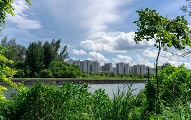 City buildings in the distance behind a river and dense greenery