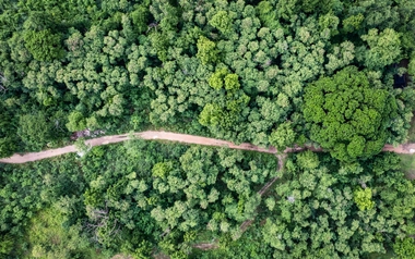 Aerial view of a dense, lush green forest with a narrow path