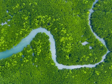 Aerial view of mangrove jungles in Thailand river