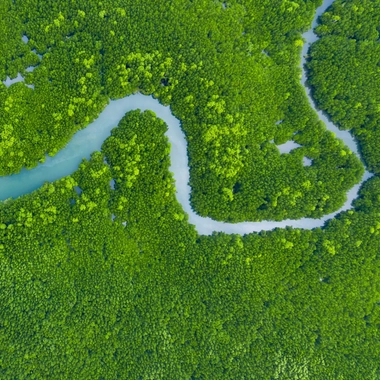 Vue aérienne des jungles de mangrove en Thaïlande