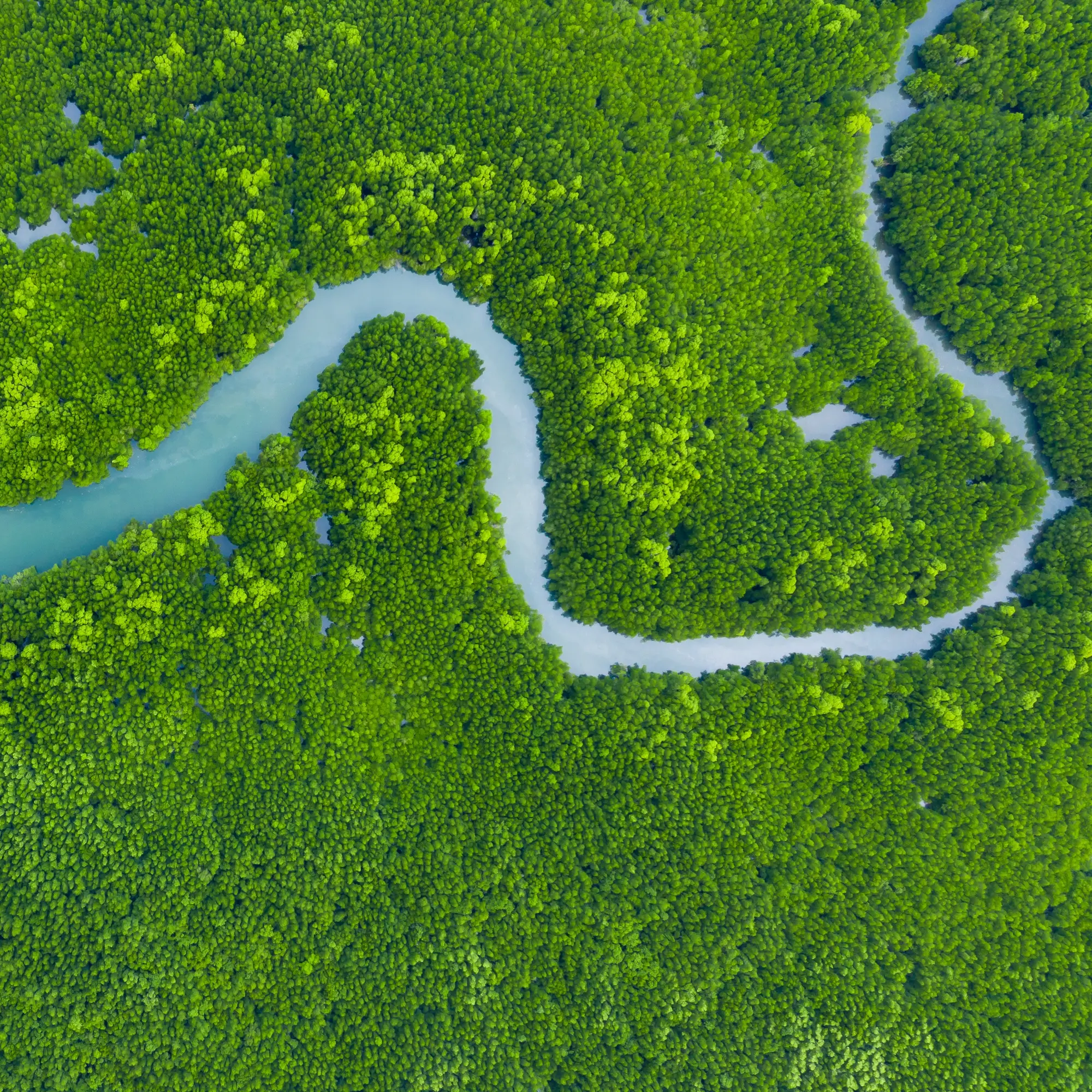 Aerial view of mangrove jungles in Thailand river